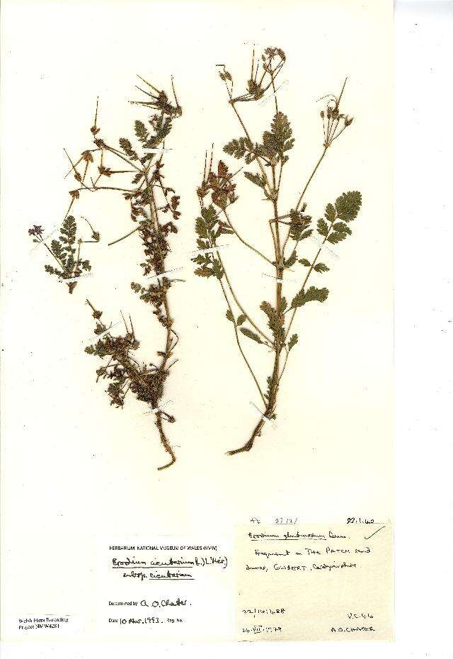 Image of Erodium cicutarium