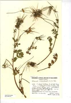 Слика од Erodium moschatum (L.) L'Her.