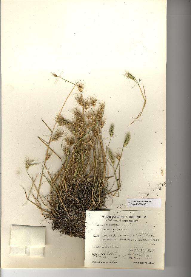 Image of seaside barley