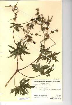 Image of Meadow Crane's-bill