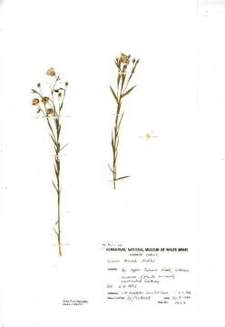 Image of pale flax