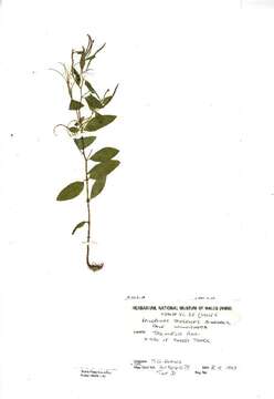 Image of pale willowherb