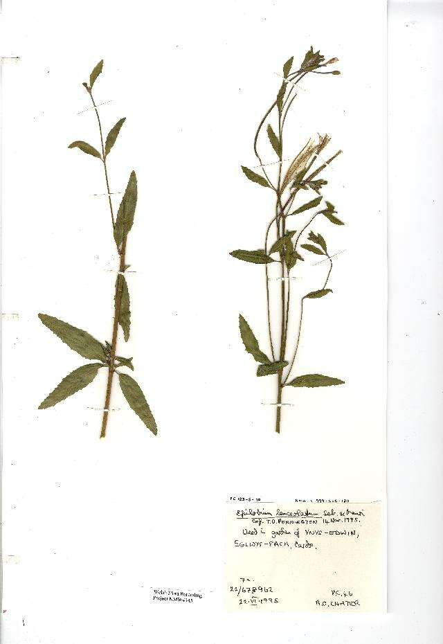 Image of Epilobium lanceolatum Sebastiani & Mauri