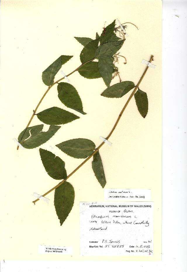 Image of Broad-leaved Willowherb