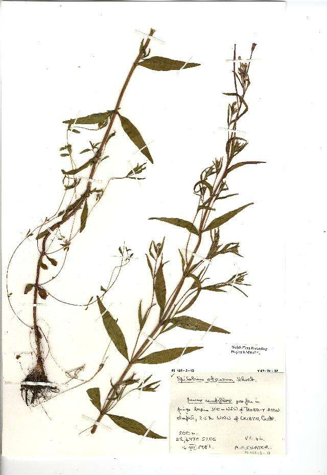 Image of dwarf willowherb