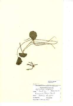 Image of Marsh Pennywort