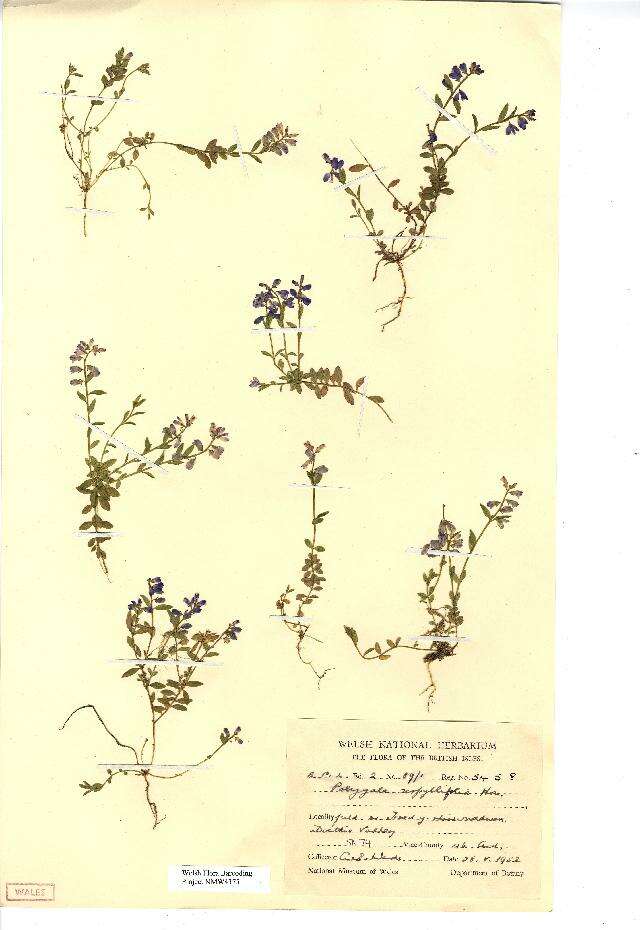 Image of Polygala serpyllifolia J. A. C. Hose