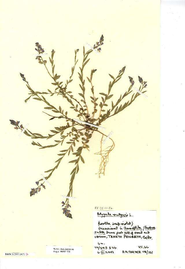 Image of Common Milkwort