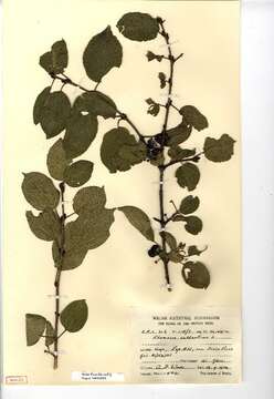 Image of common buckthorn