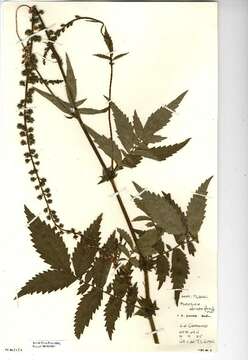 Image of fragrant agrimony