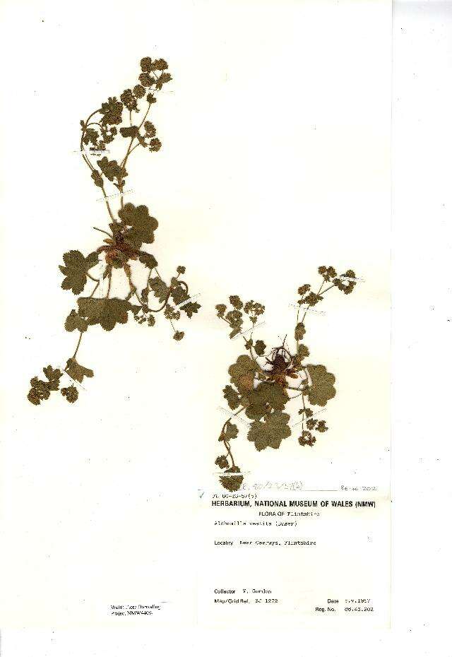 صورة Alchemilla filicaulis Buser