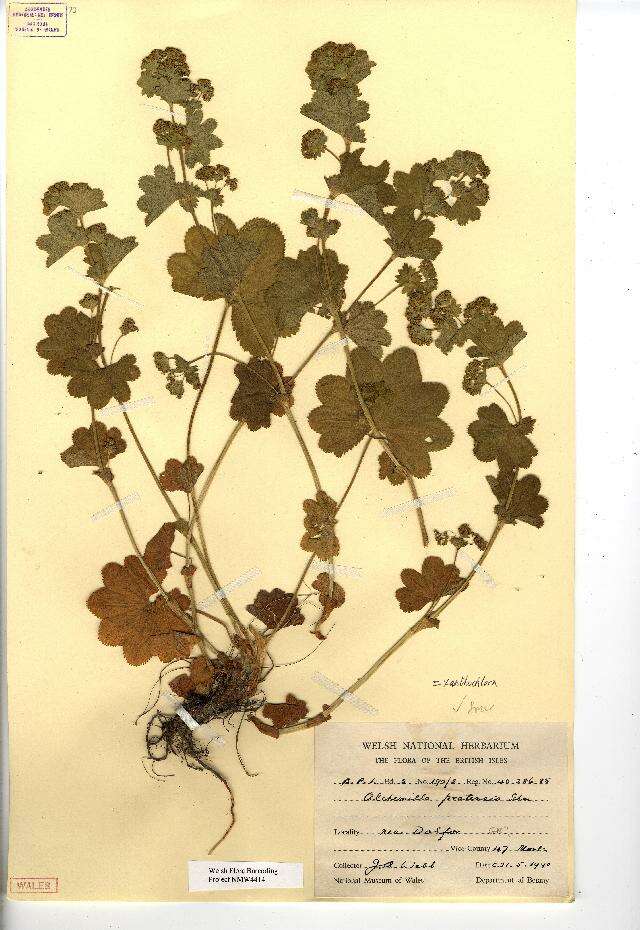 Слика од Alchemilla xanthochlora Rothm.