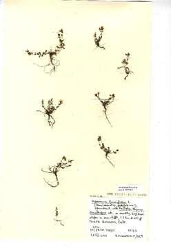 Image of trailing St John's-wort