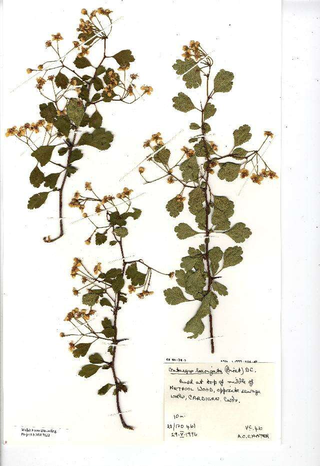 Image of Midland Hawthorn