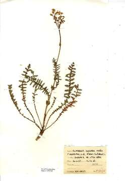 Image of dropwort