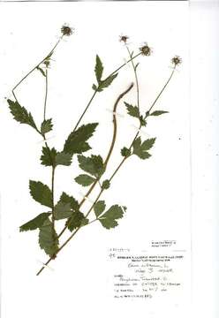 Image of Wood Avens