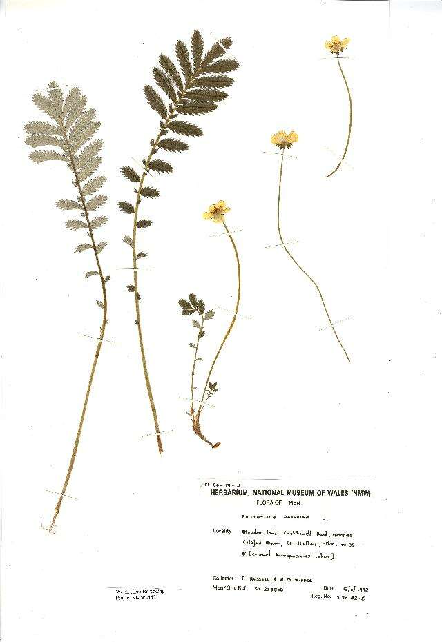 Image of silverweed cinquefoil