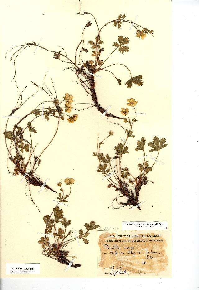 Image of Potentilla crantzii (Crantz) Beck