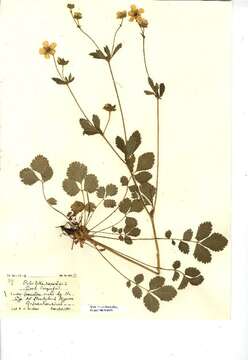 Image of Potentilla rupestris