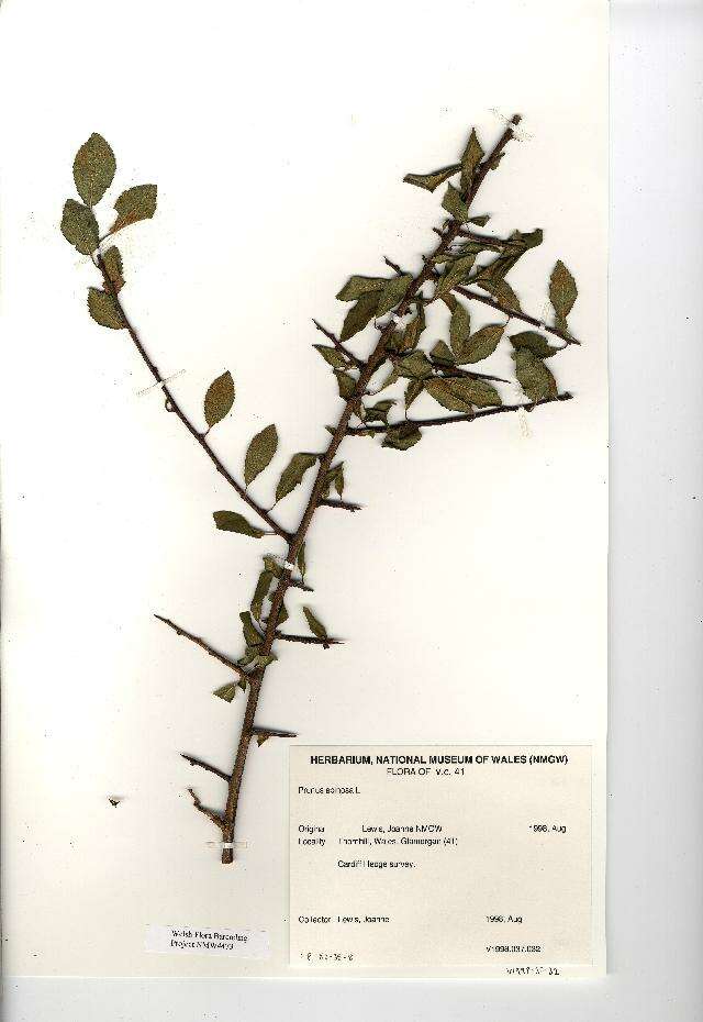 Image of Blackthorn