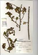 Image of dog rose