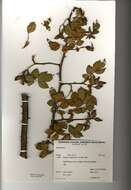 Image of dog rose