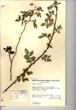 Image of dog rose