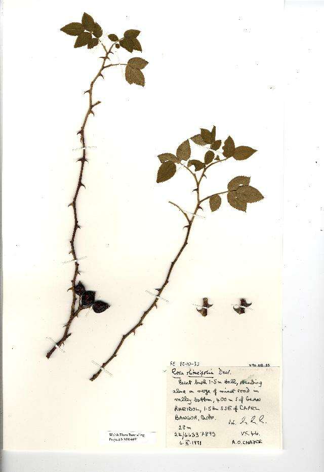 Image de Rosa obtusifolia Desv.