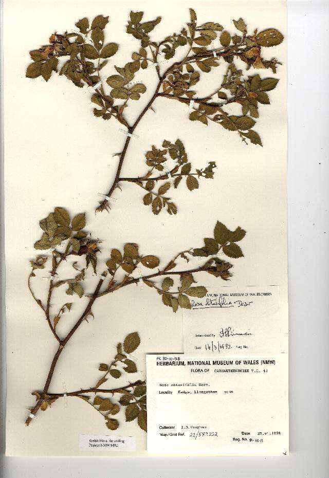 Image de Rosa obtusifolia Desv.