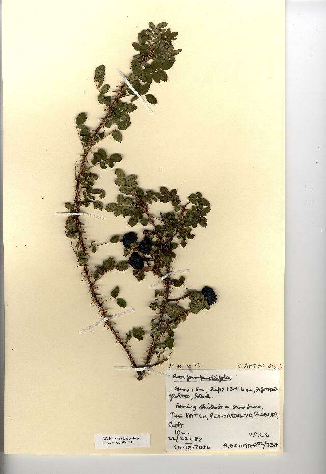 Image of Rosa pimpinellifolia