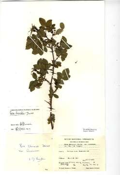 Image of Sherard's downy rose