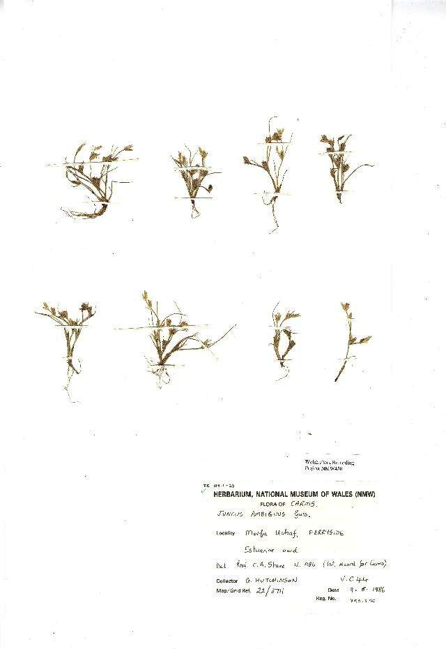 Image of Juncus ambiguus