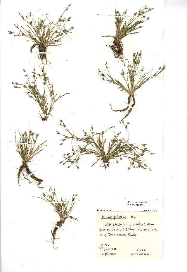 Imagem de Juncus foliosus Desf.