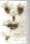 Juncus bulbosus L. resmi