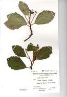 Image de Hedlundia cuneifolia (T. C. G. Rich) Sennikov & Kurtto