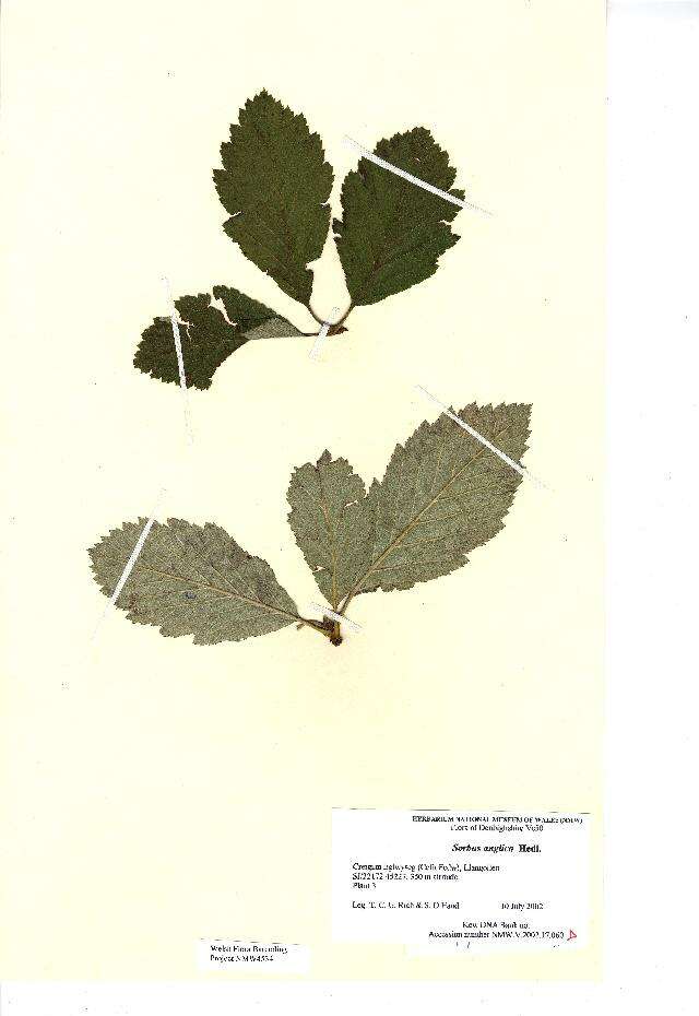Image of Hedlundia cuneifolia (T. C. G. Rich) Sennikov & Kurtto