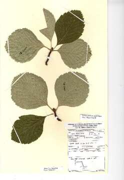 Image of Aria eminentiformis (T. C. G. Rich) Sennikov & Kurtto