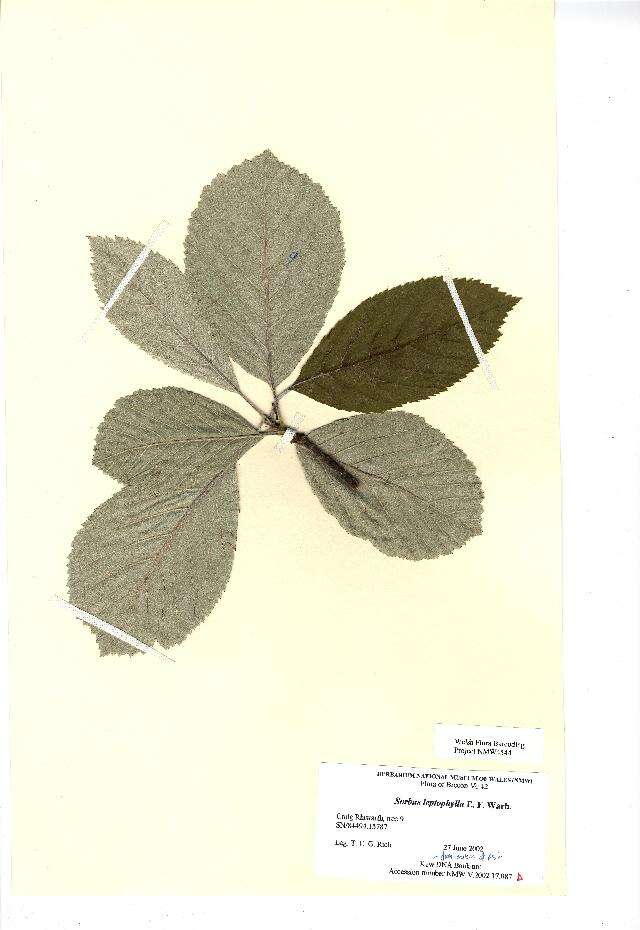 Aria leptophylla (E. F. Warb.) Sennikov & Kurtto的圖片