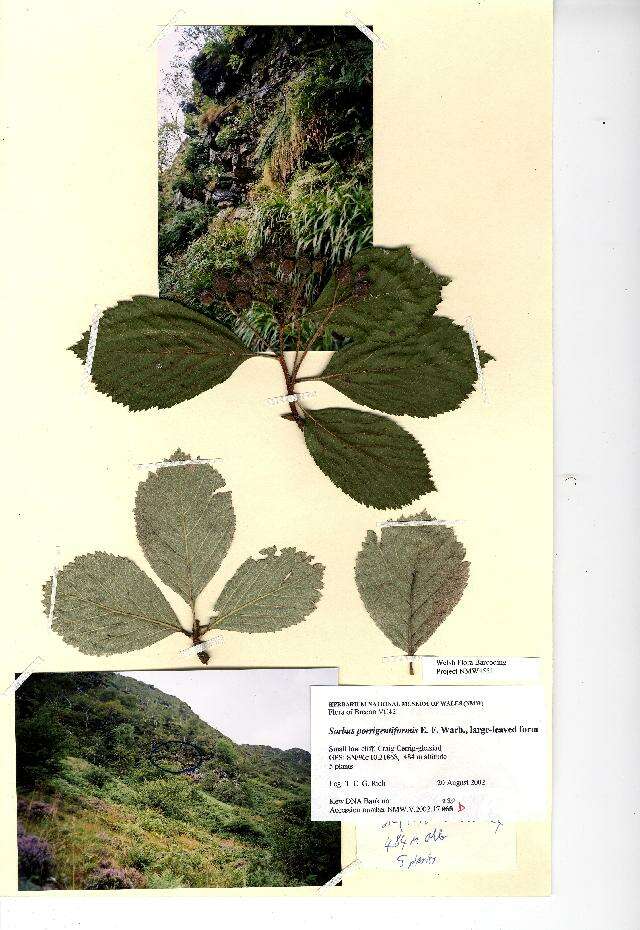 Imagem de Aria porrigentiformis (E. F. Warb.) Sennikov & Kurtto