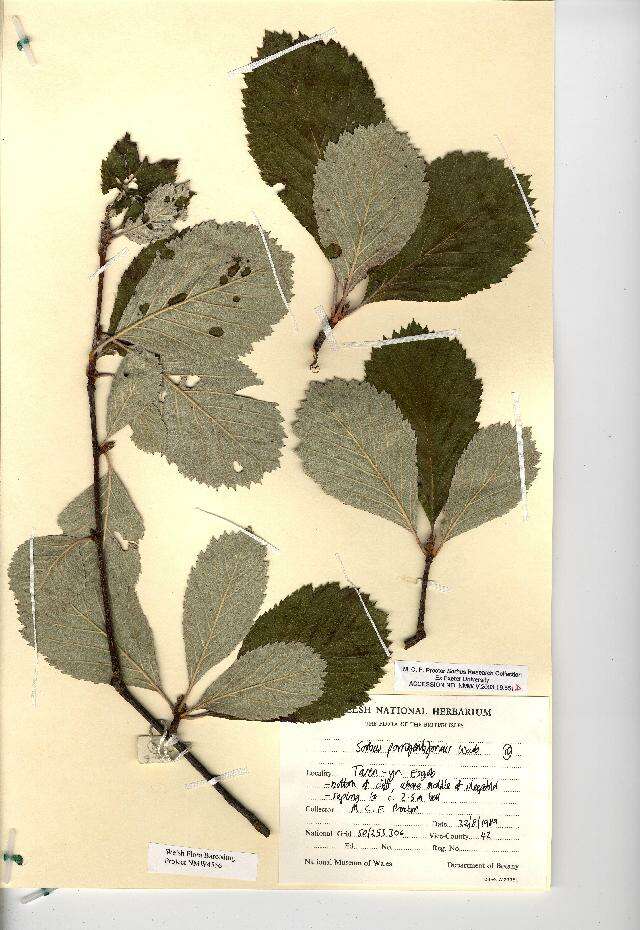 Plancia ëd Aria stenophylla (M. Proctor) Sennikov & Kurtto