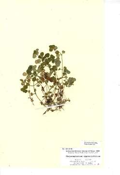 Plancia ëd Chrysosplenium oppositifolium L.