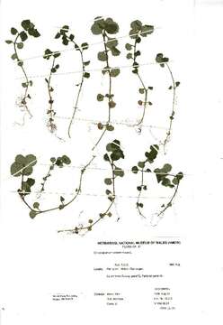 Plancia ëd Chrysosplenium oppositifolium L.