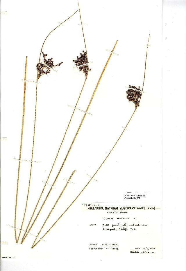 Image of European meadow rush