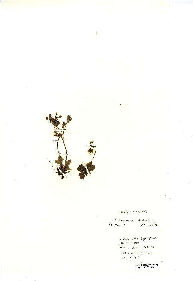 Image of saxifrage