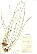 Juncus filiformis L. resmi