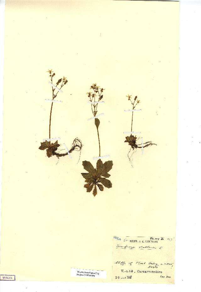 Image of saxifrage