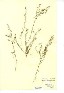 Image of bastard toadflax