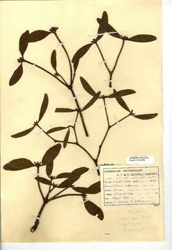 Image of European mistletoe