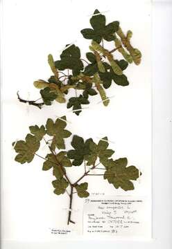 Image of Field Maple