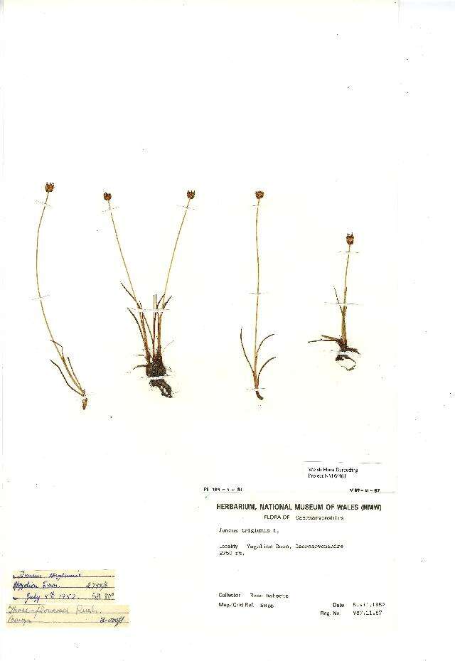 Juncus triglumis L. resmi